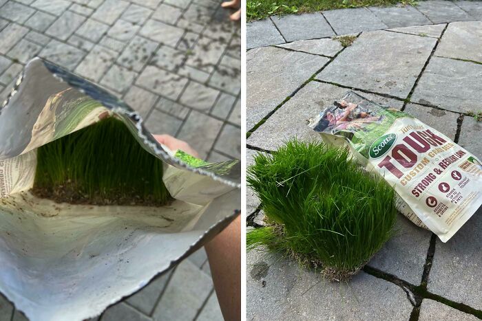 This Bag Of Grass Seed I Left Out For A Couple Months