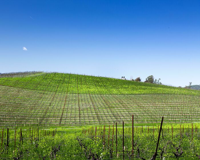 The Windows Xp Wallpaper Is Now A Vineyard