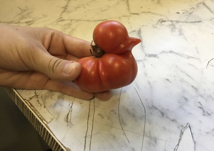 This Tomato Looks Like A Rubber Duckie
