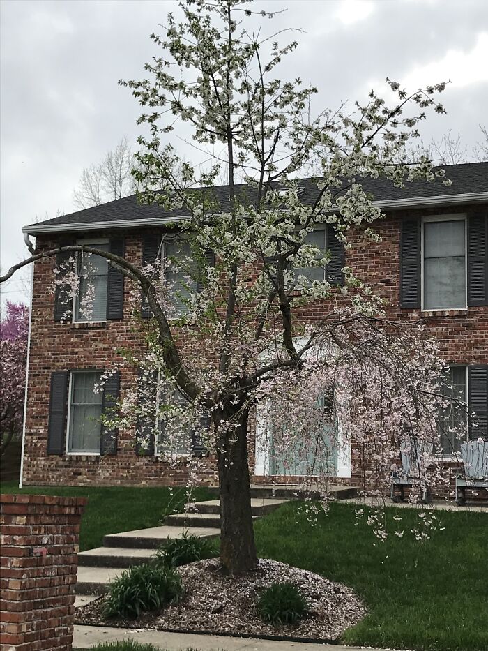 Neighbors Tree Was Struck By Lightning, It Now Blooms In Different Stages