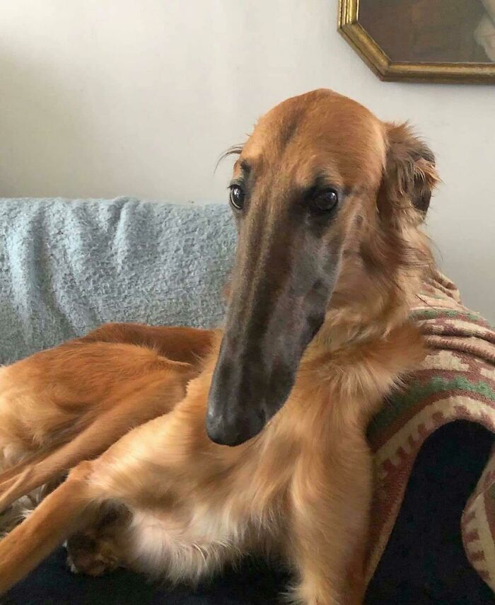 This Breed Of Dog Is Called A Borzoi. It Has An Absolute Unit Of A Sniffer