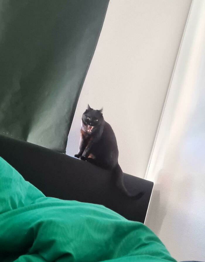 I Think My Cat Just Showed Me His Inner Demon..? 