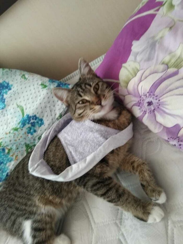 No, Marceline! This Is Not A T-Shirt For Cats!