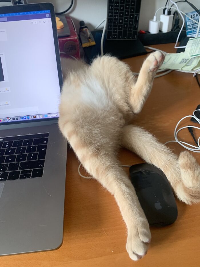 Working From Home, He Likes The Heat From The Laptop