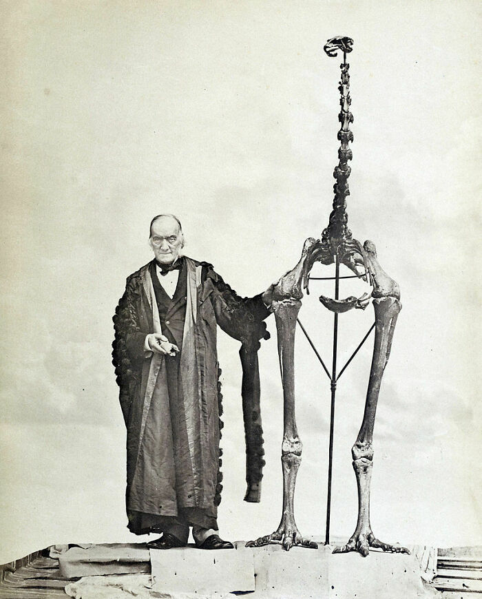Sir Richard Owen Standing Next To A Moa Skeleton And Holding The First Bone Fragment Belonging To A Moa Ever Found. 1879
