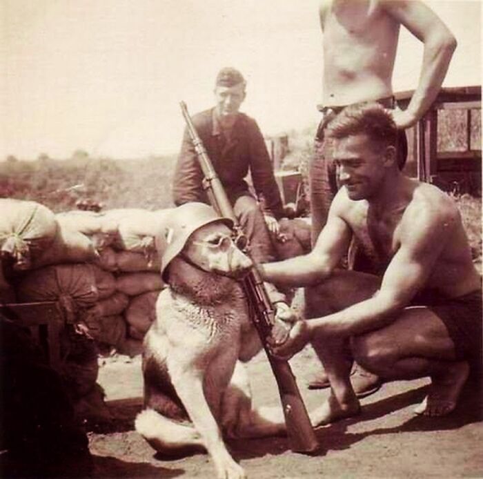 Dog Being Posed By A German Soldier, 1940