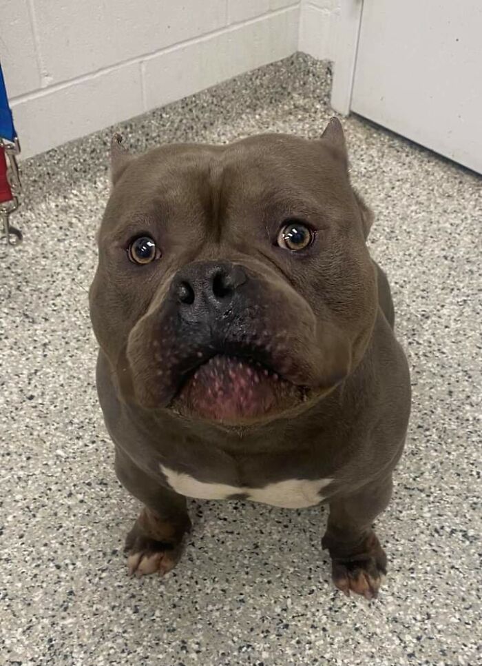 This Dog Is On Stray Hold At The Local Shelter. I Want To Keep Him And Call Him Meatball