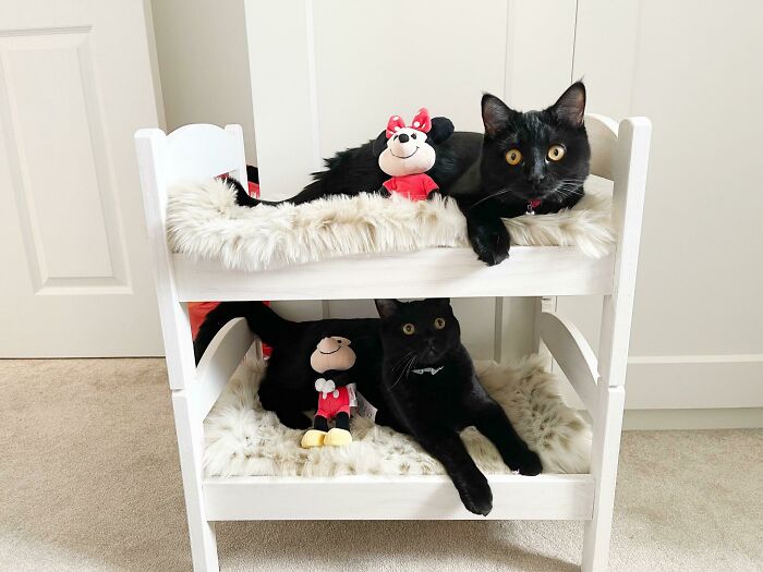 My Wife Convinced Me To Make Our Kittens Bunk Beds, And It’s The Best Decision I Ever Made