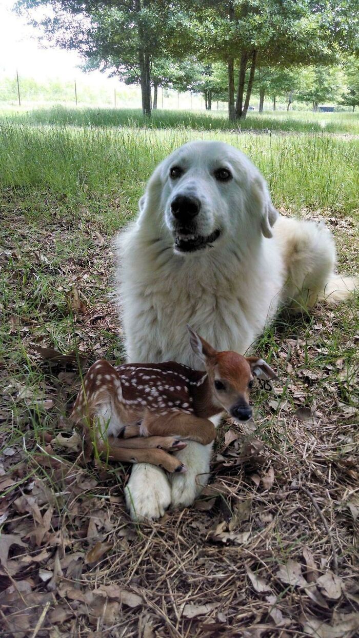 Just An Old Dog And His Little Buddy
