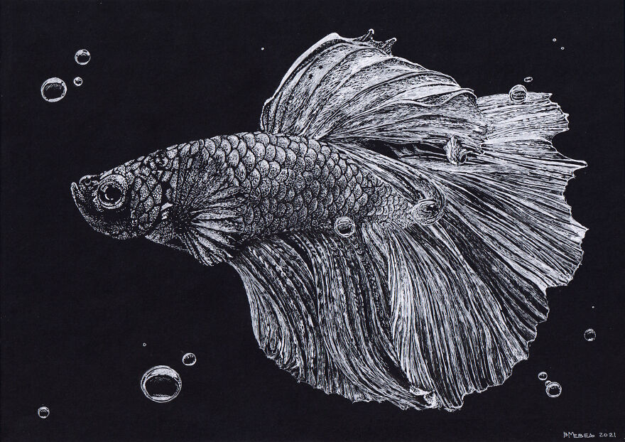 Cockerel Fish