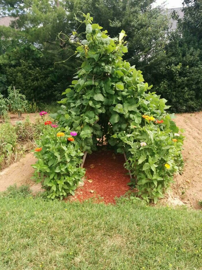 My Grandpa Built A Teepee For His Bean Plant And Planted Wildflowers On The Sides