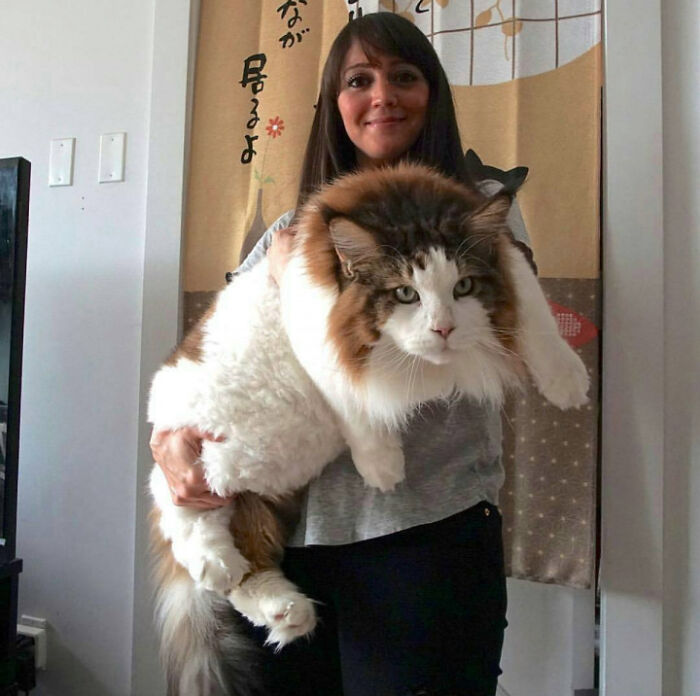 Thats A Very Big Cat