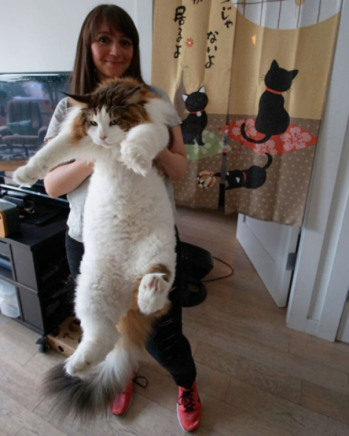 The Largest Cat In NYC, And Possibly The World, 28 Lb