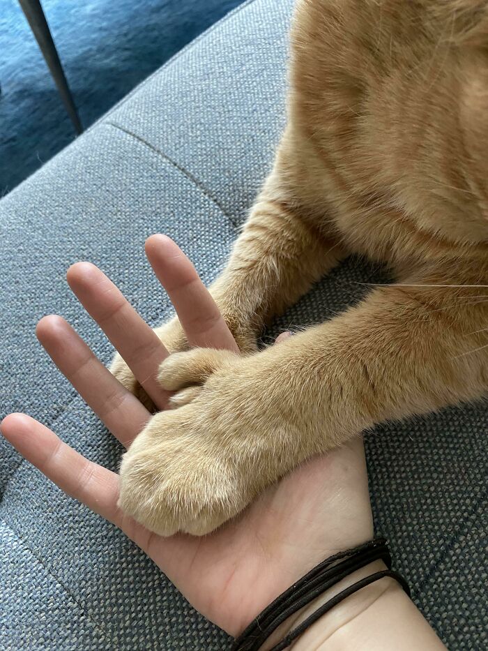 As Requested, A Hand To Hand Comparison With Einstein The Polydactyl Chonk!