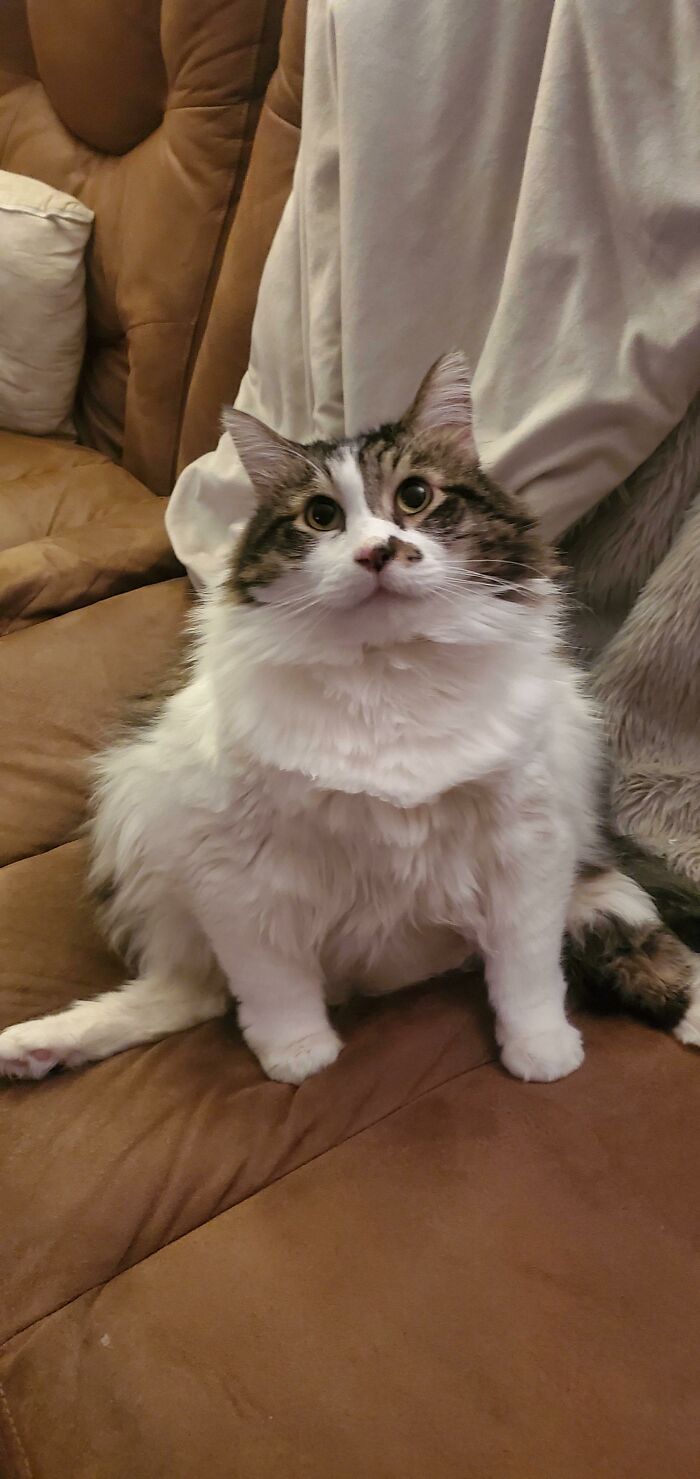 My Extremely Loving 25 Lb Ball Of Fluff, Daemon Is Ready For His Audition For The New Icon =) He's Part Maine Coon And Part Turkish Van So He's A Huge Boy. As Big As My Torso. He's So Sweet And Loving And Sleeps With Me Every Night. I Love My Sweet Boy