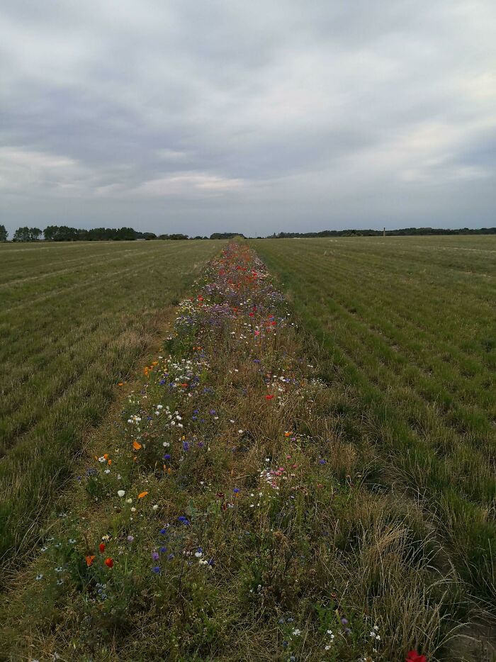Our Local Farmers Have Established So-Called "Flora Belts" For The Bees In Their Fields (Funen, Denmark)
