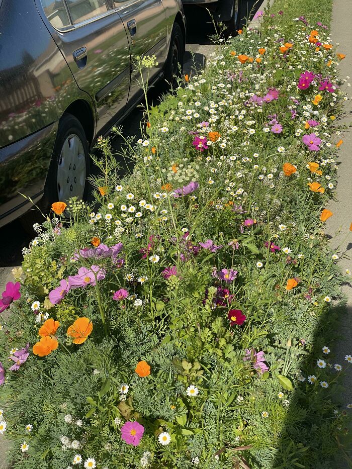 We Put Down Some Wildflower Seeds On Our Parking Strip Last Fall. Can’t Wait To See What It Looks Like Next Year