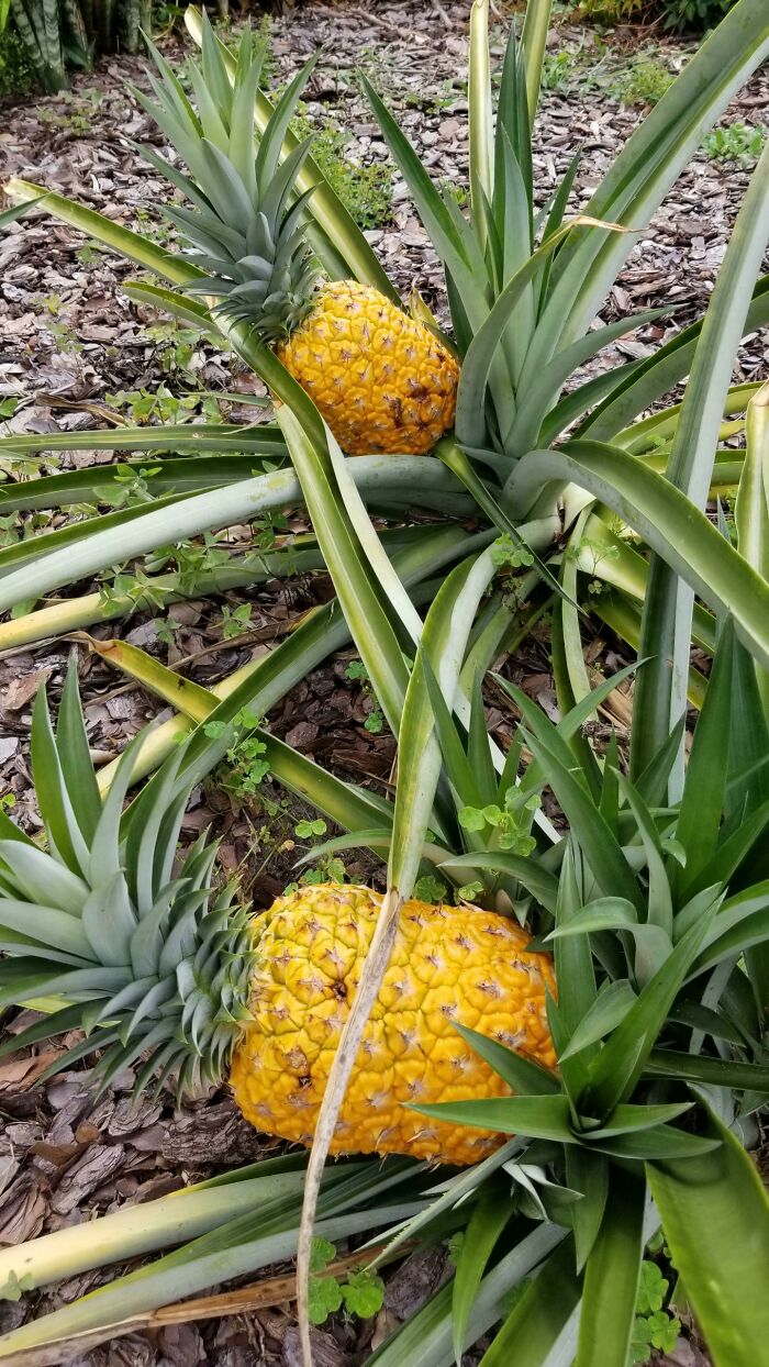 A Couple Of Years Ago I Threw A Pineapple Top In The Dirt To Compost. Today I'm Harvesting These Two Beauties