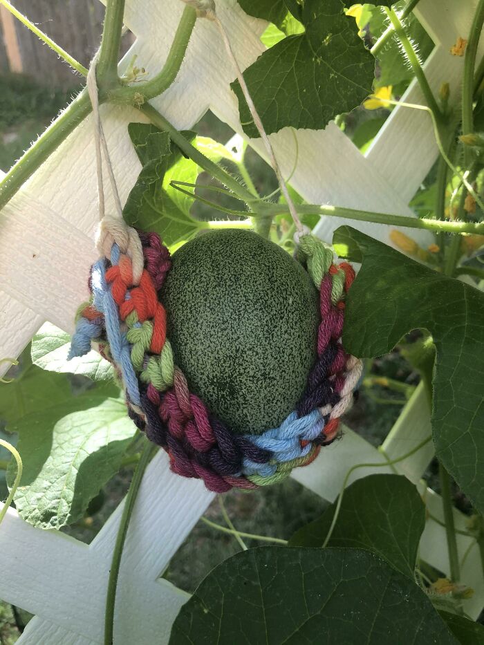 Estoy cultivando mis melones verticalmente y necesitaban un poco de apoyo, así que tejí unas pequeñas hamacas