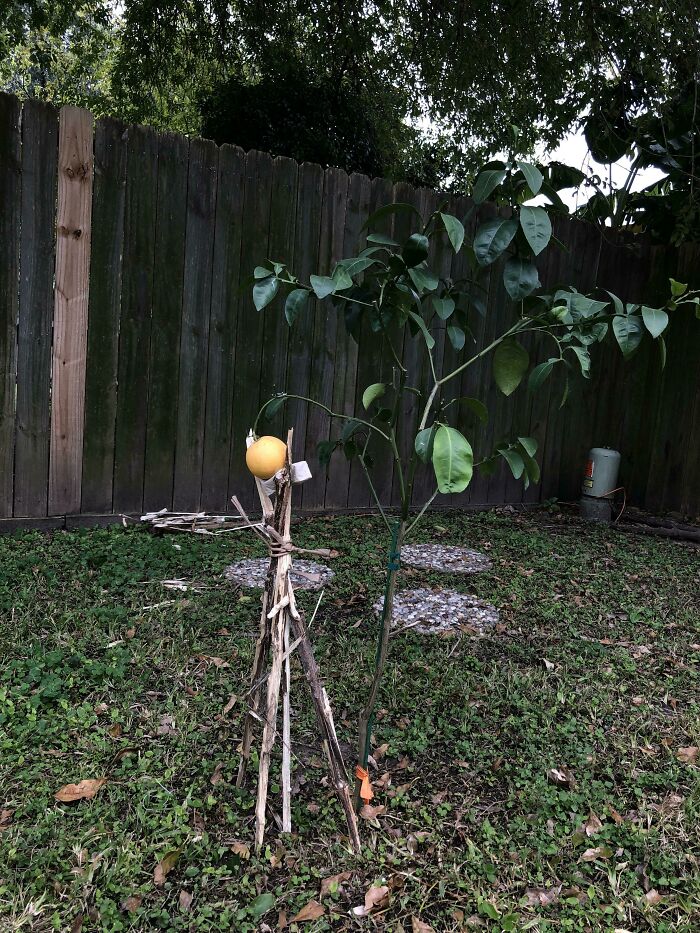 My Dad’s Creation To Support The Single Orange I Managed To Grow