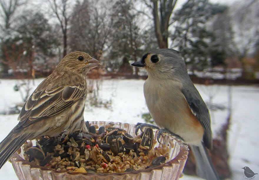 House Finch And Tufted Titmouse