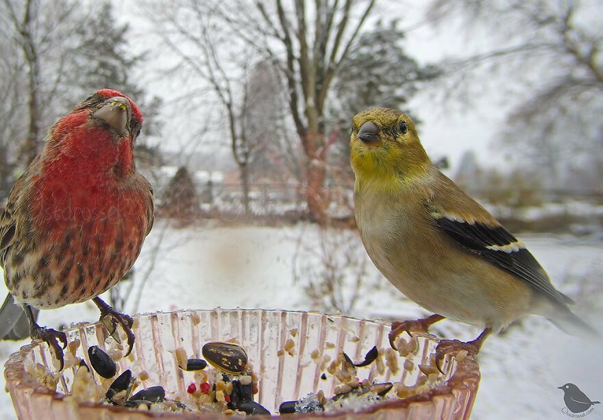 House Finch And American Goldfinch