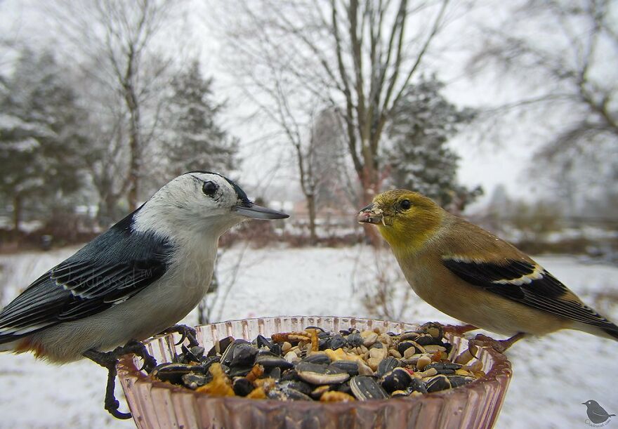 Whitebreasted Nuthatch And American Goldfinch