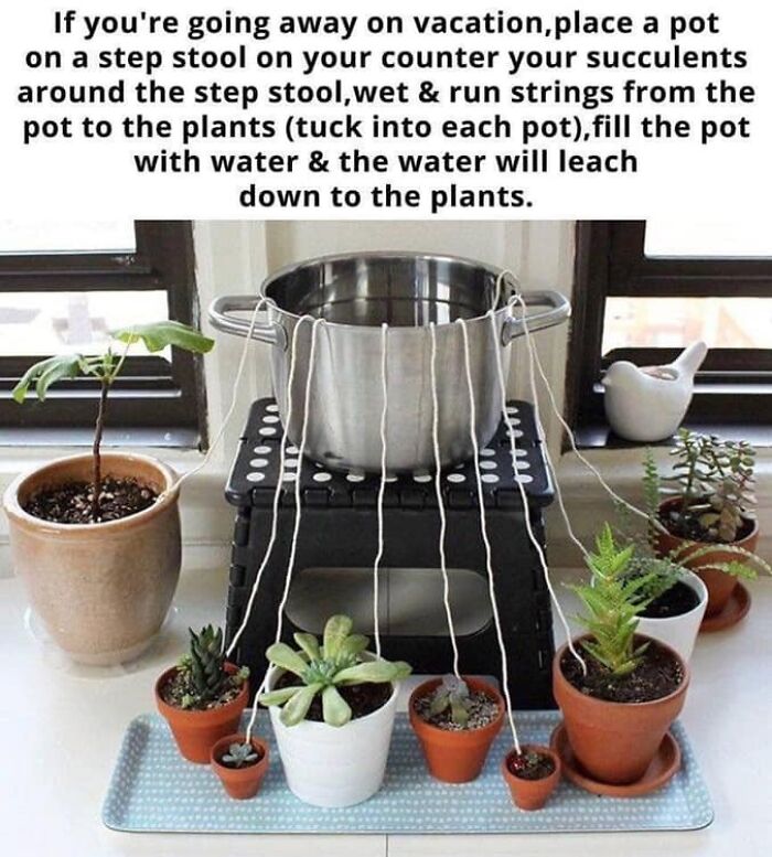 Watering Your Plants While On Vacation