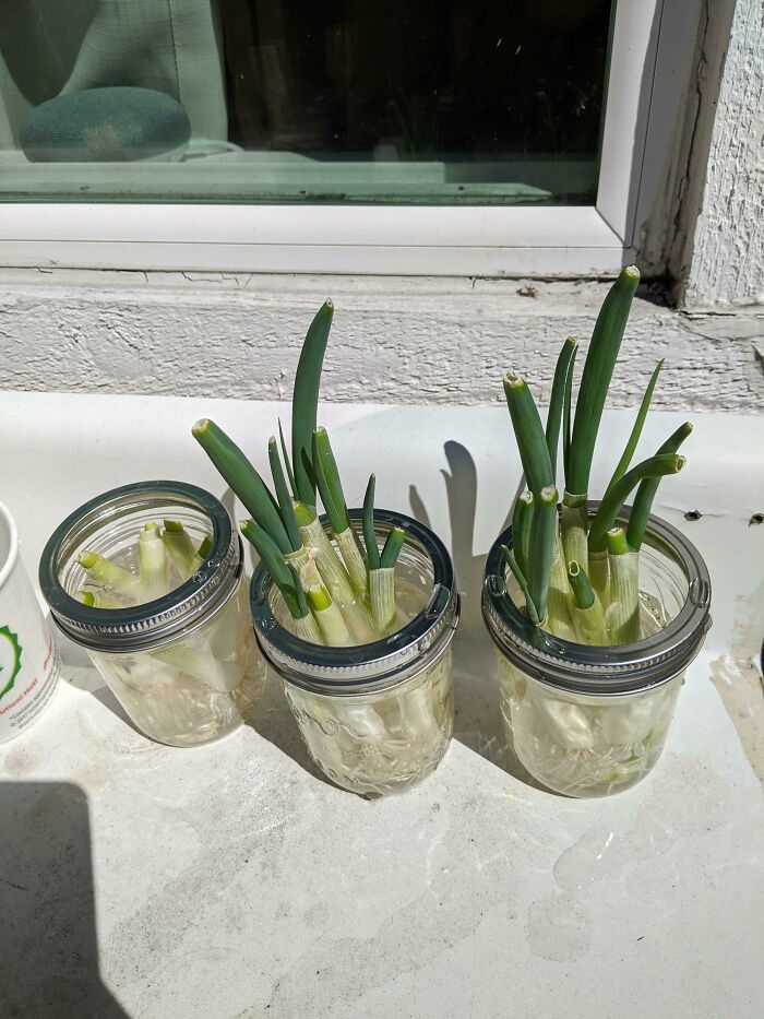 Grow Scallions In Mason Jars Just With Water