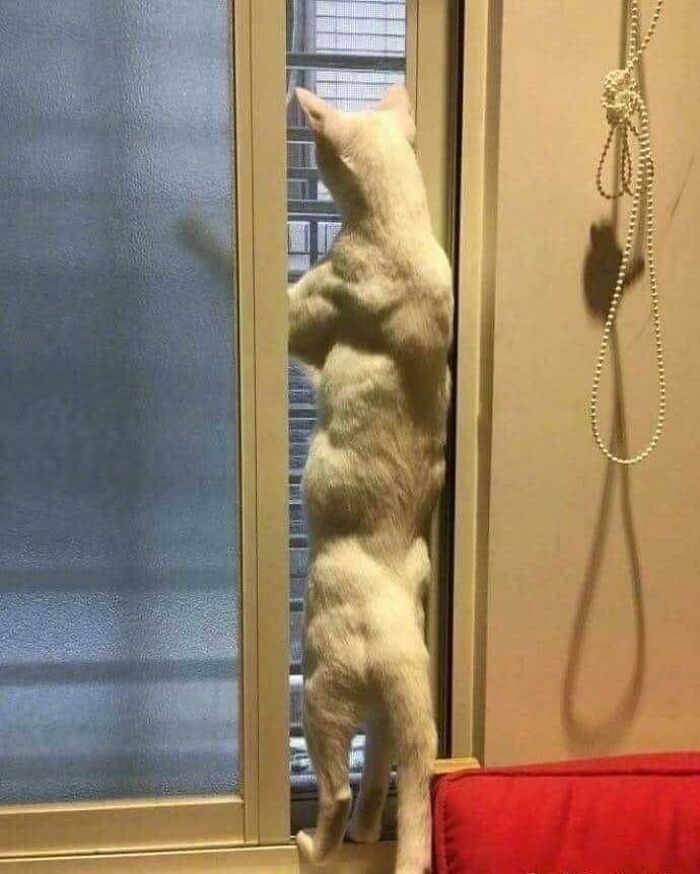 This Cats Muscles