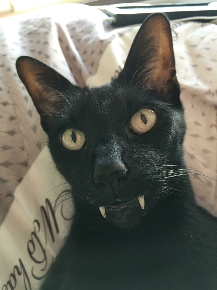 This Cat Has Very Prominent Teeth
