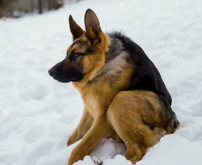 Sólo un perro con la espina dorsal más corta disfrutando de la vida. Se llama Quasimodo. Aunque seas diferente puedes disfrutar de la vida