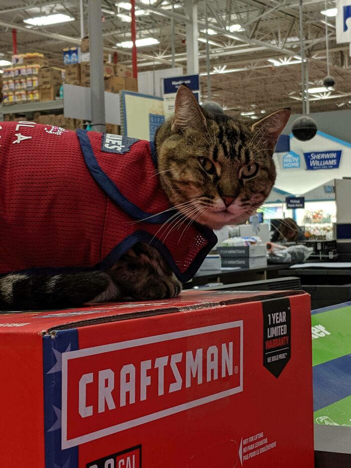 This Is Lola. She Works At Lowe's