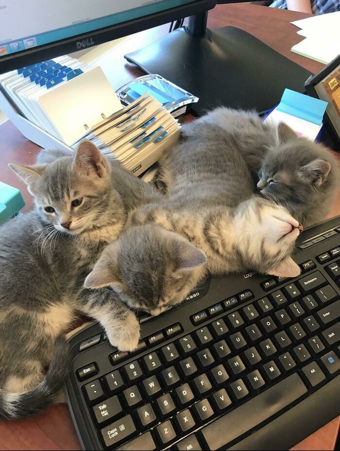 ¡Todo el equipo recepcionista de gatitos, trabajando duro!