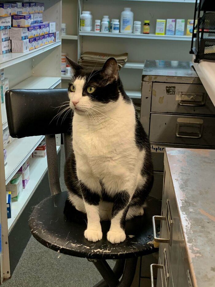 This Is Narco, The Cat At The Pharmacy I Work At. Instead Of Helping, He Just Rips Up Our Chairs And Sleeps All Day. Somehow, He Still Gets Paid The Most Though