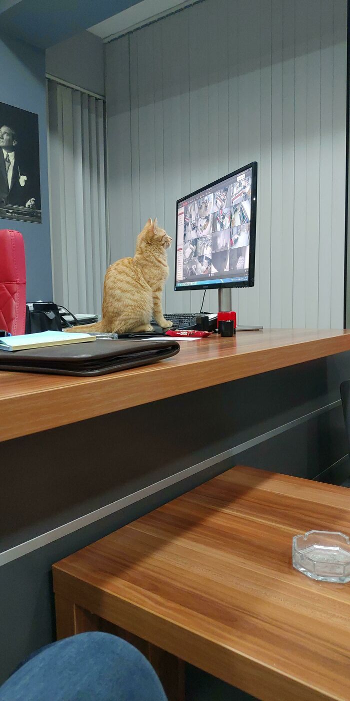 Head Of Security. His Name Is Portakal (Orange In Turkish) And He Loves Watching Security Footage