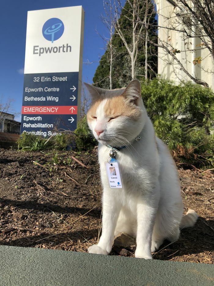 Un gato estuvo merodeando alrededor de un hospital durante un año, y terminó siendo contratado como gato de seguridad