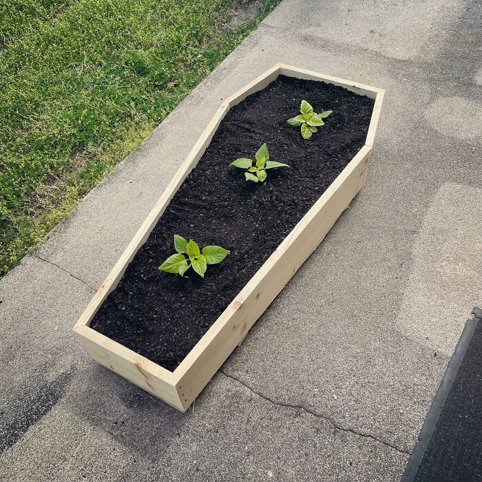 I Made A Coffin Planter For My Ghost Peppers