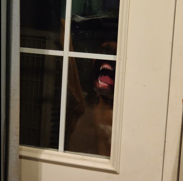 My Dog Thinks Licking The Window Will Get Our Attention To Let Him In... Boy Did It Work