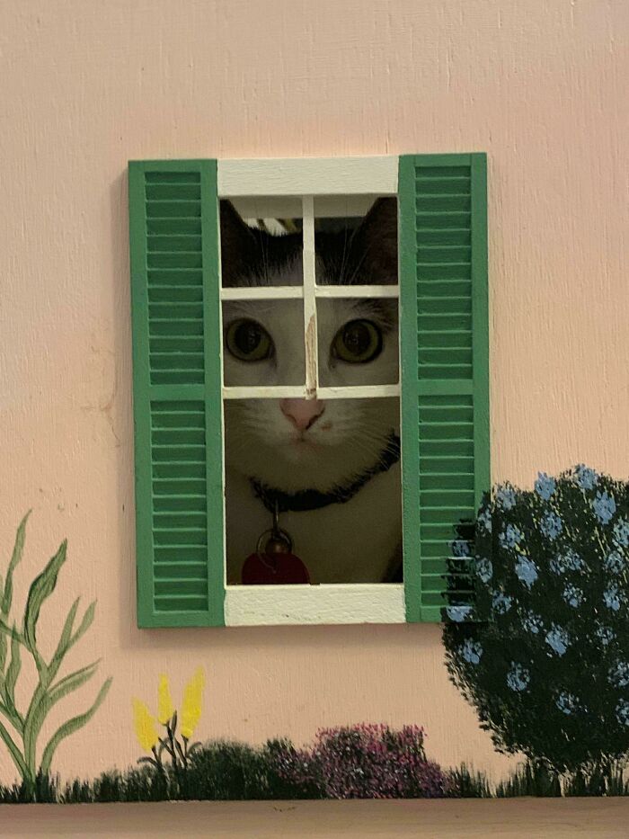 Cat Inside A Dollhouse