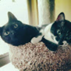 kathywolosiewicz_1 avatar