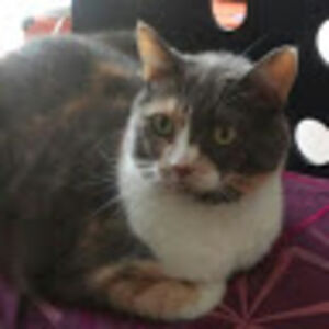 stevenrichard avatar