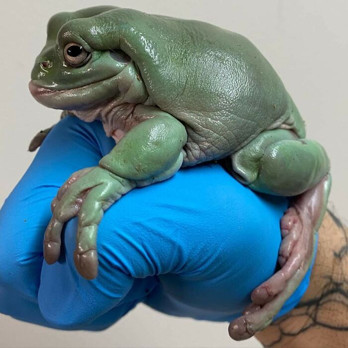 An Absolute Unit Of A Tree Frog