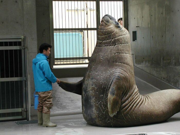 Absolute Absolute Unit Of An Elephant Seal, Named Minazo