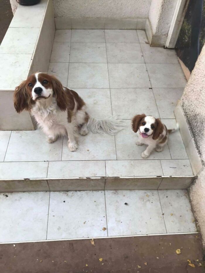 A Few Weeks Ago I Adopted A Puppy (Right) And Today A New Dog Appeared In Front Of The Door And He Looks Like He Is The Same Dog From The Future And He Is Trying To Warn Himself About Something