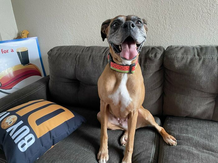 After Spending Most Of My Adult Life Living In Tiny Apartments, I Finally Moved Out Of The City And Was Able To Adopt This Happy Girl. Meet Grace!