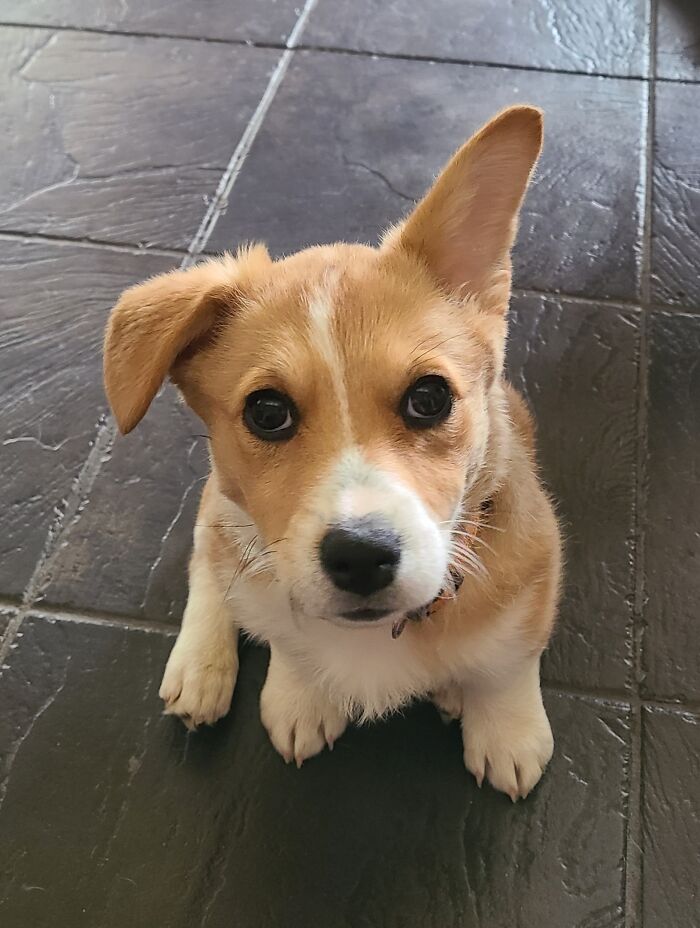 We Adopted A Corgi Two Weeks Ago. One Of Her Ears Just Popped Up Overnight!