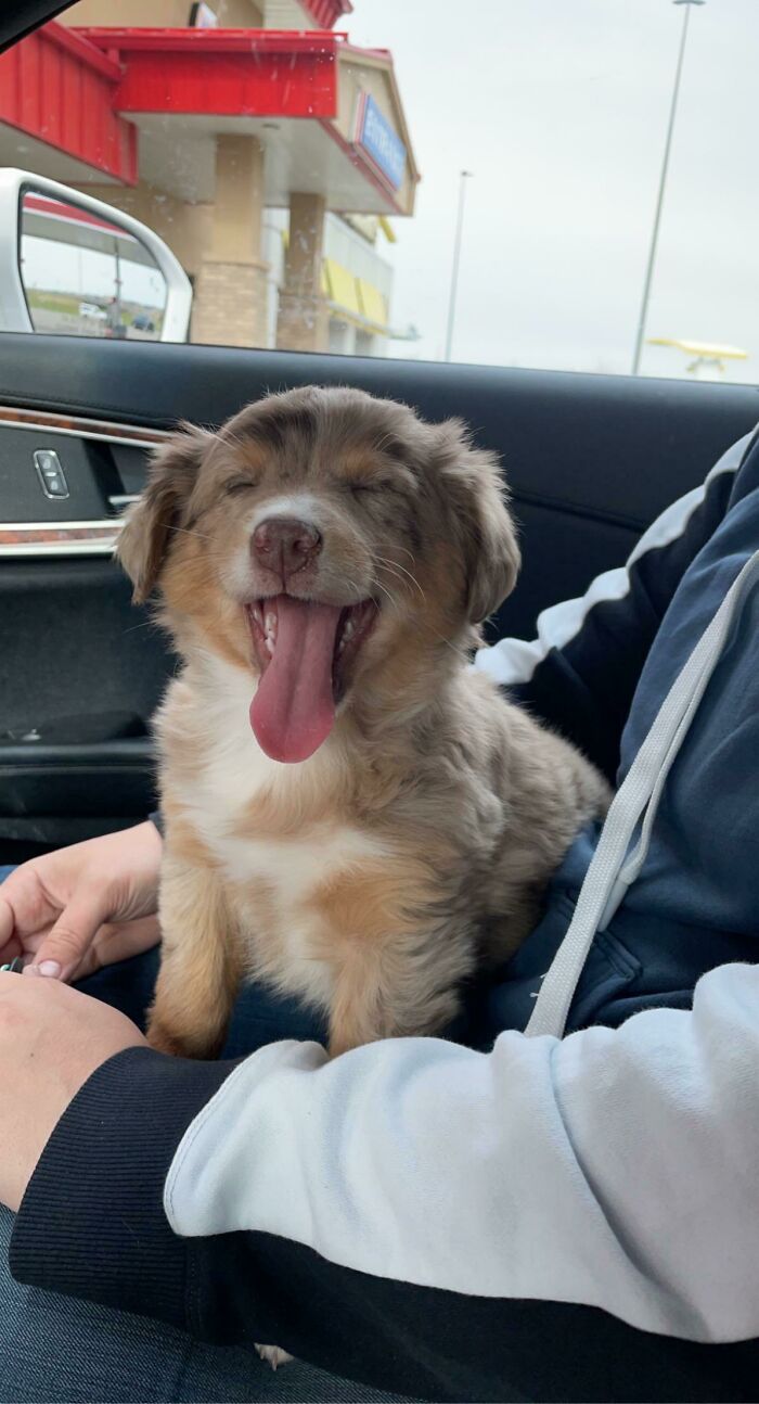 This Little Aussie Tyke Was Adopted For My Mom. Can’t Wait To Introduce Her To The Rest Of The Family