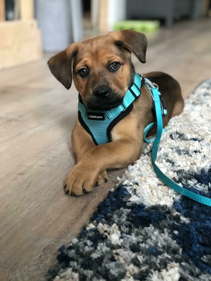 My Name Is Newton And I Just Got Adopted!