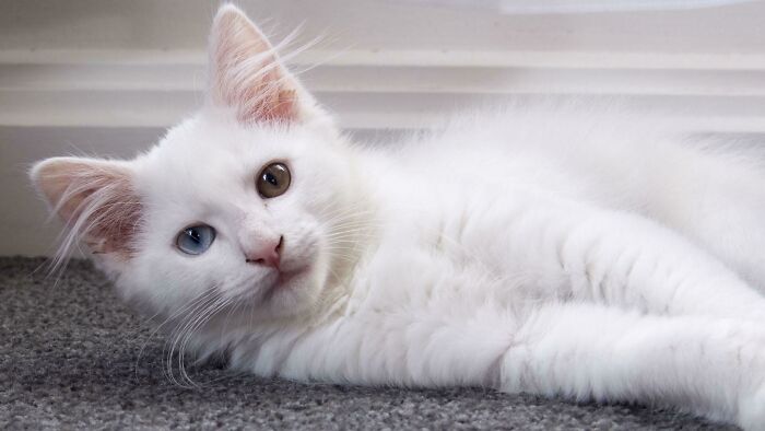 ¡Adopté un gatito sordo, mi esposa lo eligió específicamente por esos increíbles ojos!